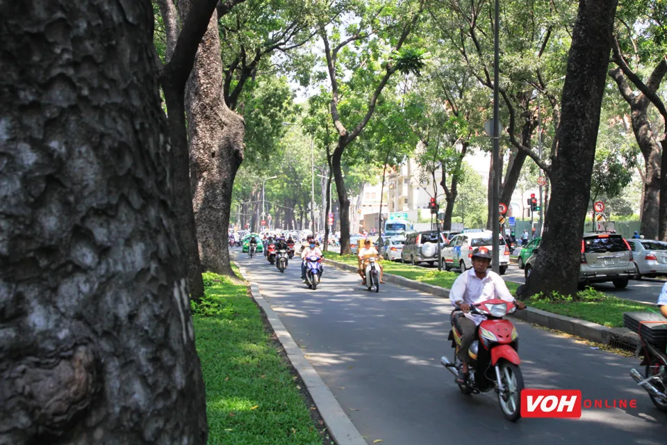 Tại sao nên trồng nhiều cây xanh hơn trồng hoa?