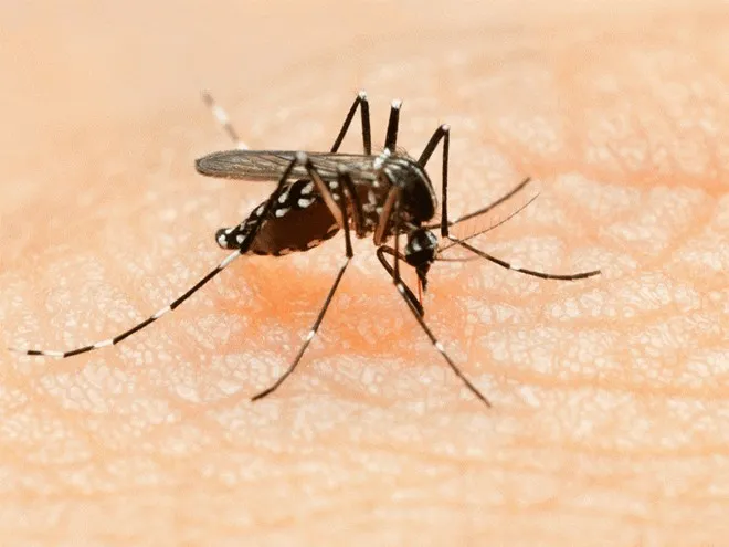 Số ca nhiễm virus Zika trong nội địa ở Singapore đã lên đến 56 ca