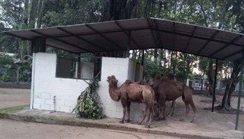 Xem lạc đà hai bướu ở Thảo Cầm Viên Sài Gòn