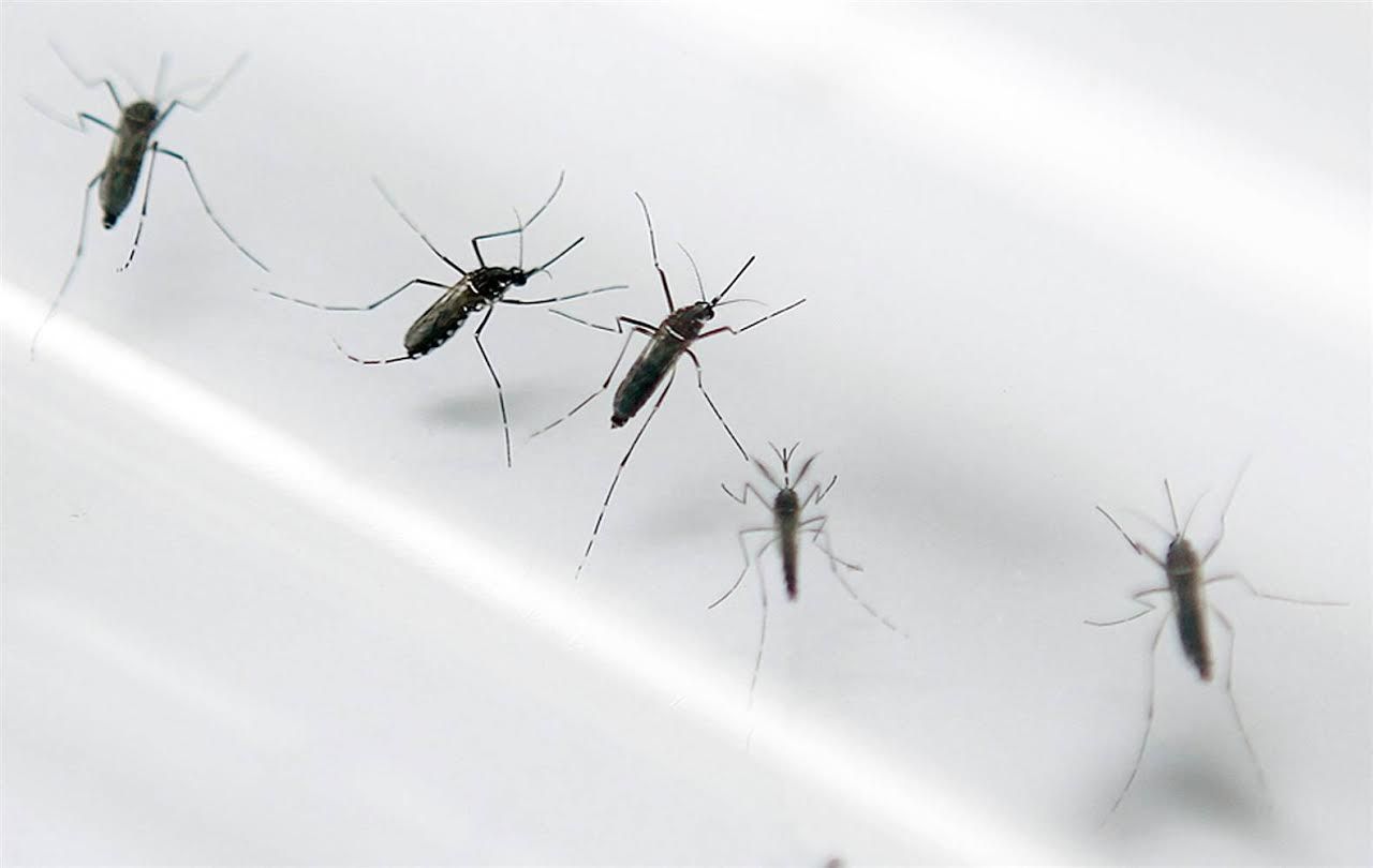 20 trường hợp nhiễm Virus Zika tại Thái Lan