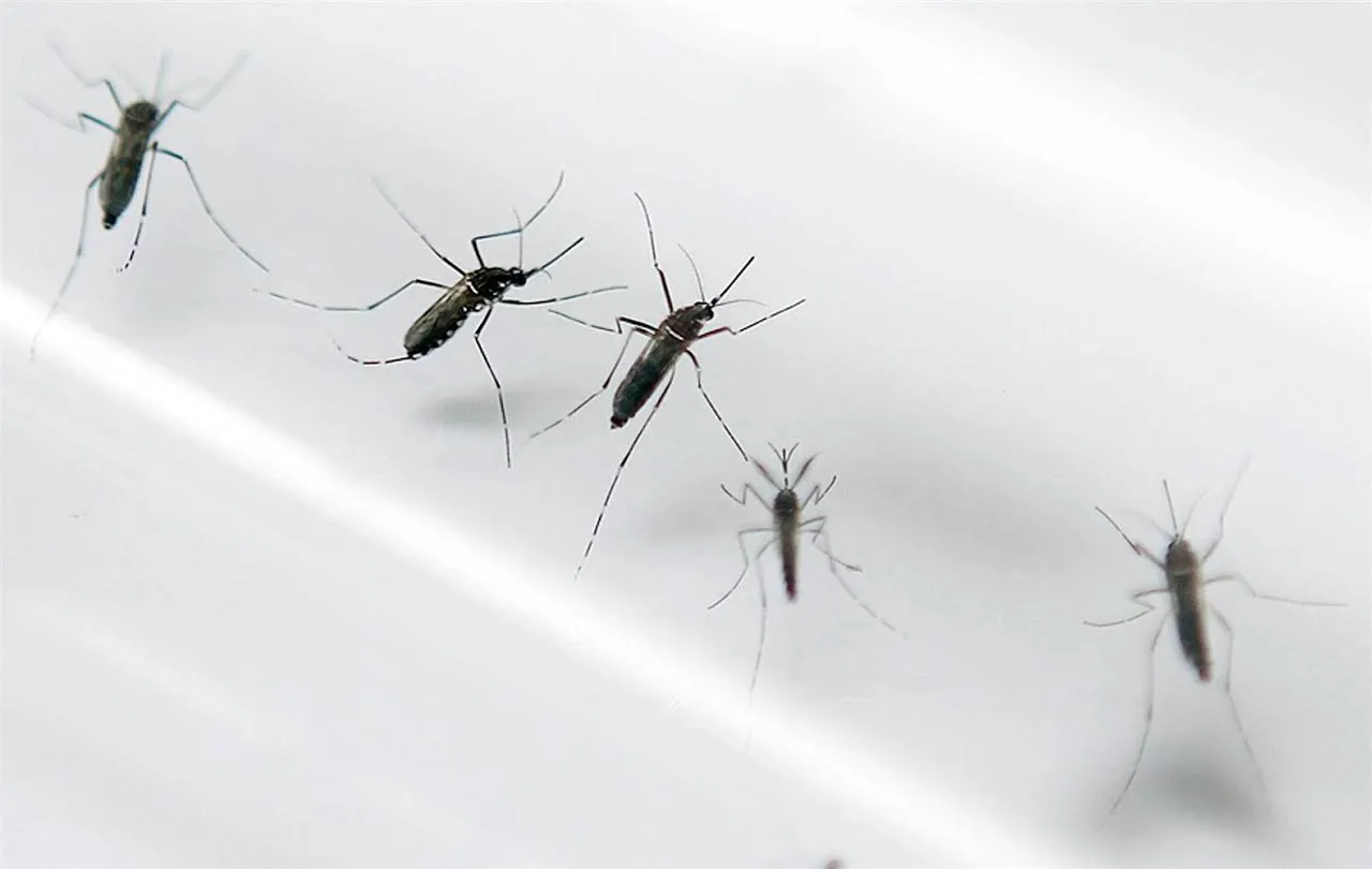 20 trường hợp nhiễm Virus Zika tại Thái Lan
