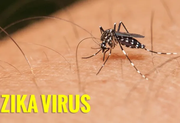 Không phải muỗi nào cũng lây bệnh Zika