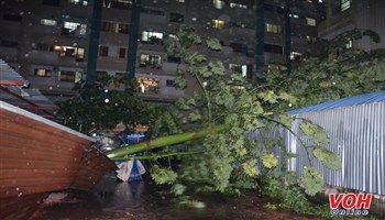 TPHCM: Mưa liên tục, cây xanh ngã la liệt đè nhiều ô tô