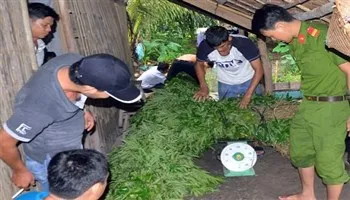 Tiêu hủy 348 cây cần sa để “nuôi gà” ở Trà Vinh