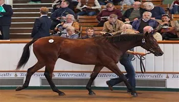 Ngựa đua chưa từng “chinh chiến” bán được 3,4 triệu USD