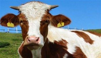 Động vật bị bệnh lao có thể lây nhiễm cho người?