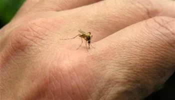 Phát hiện thêm 2 ca nhiễm vi-rút Zika tại TPHCM