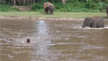 Xúc động voi con cứu người