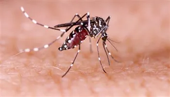 TPHCM công bố dịch Zika: Người dân không nên quá hoang mang