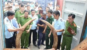 Khởi tố vụ án hình sự buôn lậu 2 tấn ngà voi