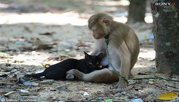 Khỉ cái giàu lòng nhân ái