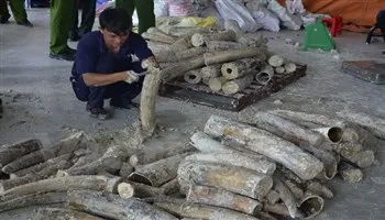 TPHCM bắt lô hàng gần 1 tấn ngà voi giấu trong gỗ