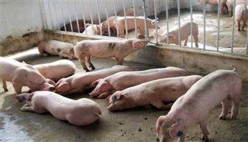 Hà Tĩnh tái phát dịch heo tai xanh