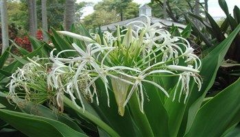Bài thuốc Náng hoa trắng hỗ trợ điều trị phì đại tuyến tiền liệt 
