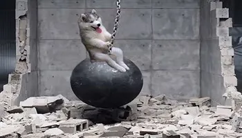 Cười ngất với ảnh chế của chú chó Husky kẹt trên cây dừa