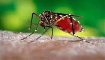 TPHCM: Không có thêm ca nhiễm vi rút Zika mới