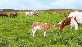  Vinamilk đạt chứng nhận trang trại bò sữa Organic đầu tiên tại Việt Nam