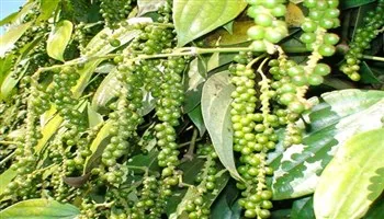 Năm 2016: Xuất khẩu gần 150.000 tấn hồ tiêu