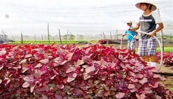 Nông dân TPHCM được hỗ trợ vay vốn sản xuất