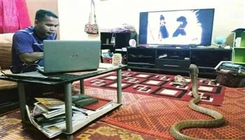 “Chàng trai sống chung với rắn hổ” lên tiếng