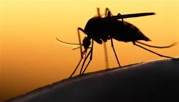 Đến ngày 25/11, TPHCM có 74 ca nhiễm vi rút Zika