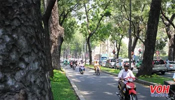 Cần hành lang pháp lý bảo vệ và quản lý cây xanh đô thị