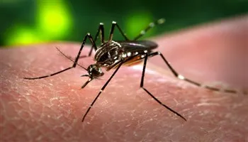 TPHCM: Hơn 100 ca nhiễm vi rút Zika