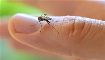 TPHCM: 22/24 quận huyện ghi nhận ca bệnh do virút Zika