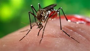 TPHCM: Số ca nhiễm Zika tăng lên 119