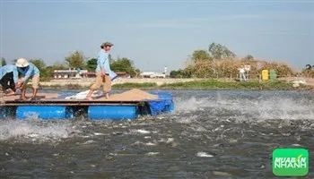 Nhiều mô hình nuôi thủy sản hiệu quả ở huyện Cần Giờ