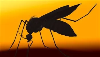 TPHCM: Chỉ còn quận 8 chưa phát hiện ca nhiễm Zika