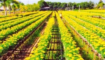 Mưa gió thất thường, nông dân trồng hoa Tết gặp khó