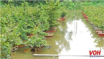 Triều cường nhấn chìm hàng ngàn chậu mai Tết