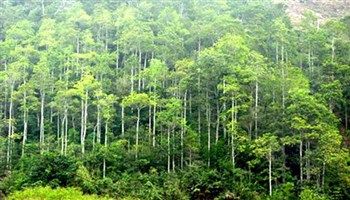 Khởi động Dự án Quản lý rừng bền vững và Thương mại lâm sản có trách nhiệm