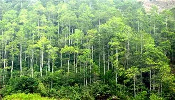 Khởi động Dự án Quản lý rừng bền vững và Thương mại lâm sản có trách nhiệm