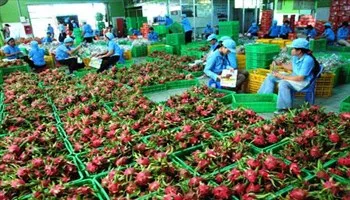 Thanh Long Việt Nam sắp vào thị trường Úc