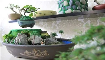 Nhiều cây kiểng độc phục vụ tết Đinh Dậu