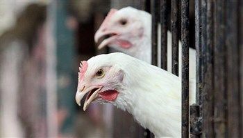 Những điều chưa từng tiết lộ về sự thông minh của loài gà