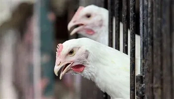 Những điều chưa từng tiết lộ về sự thông minh của loài gà