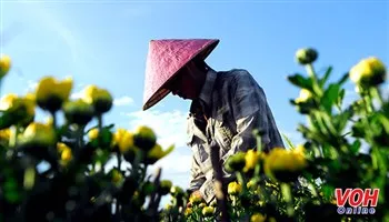 Làng hoa TPHCM ngập tràn sắc màu hoa Tết 