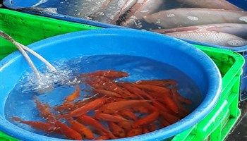 Giá cả thị trường 23/1/2017: Cá chép bán chạy, hoa vạn thọ được giá