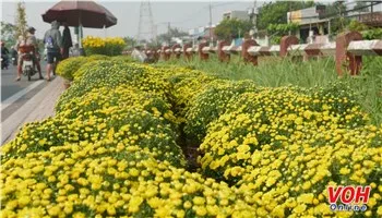 Hoa tết, khéo mua vẫn…rẻ