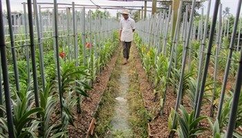 Nông nghiệp TPHCM trước thềm năm mới