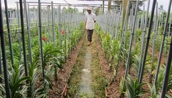 Nông nghiệp TPHCM trước thềm năm mới