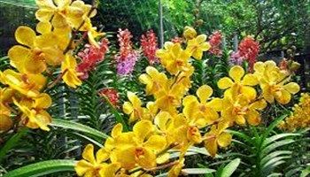 TPHCM: Thiếu giống lan, nông dân phải nhập giống nước ngoài