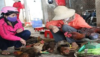 TPHCM: Ngăn chặn dịch cúm gia cầm tái phát 