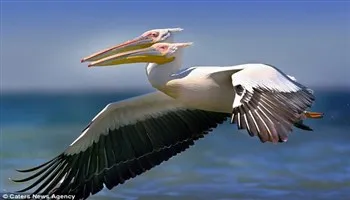 Bồ Nông hai đầu