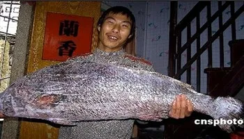 Con cá đắt nhất thế giới