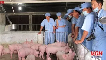 Đồng Nai tham gia chuỗi thực phẩm an toàn cung cấp cho TPHCM