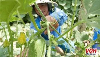 Nơi bán rau rẻ nhất Sài Gòn?!
